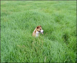 Jane Lack's dog Bess in the long grass near Llanmartin, before they moved to Canada