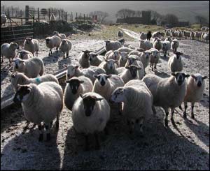 Snowy sheep on the mountains above Bridgend by Steve Salter