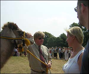 A camel is paraded by a handler - a British firm specialising in handling camels was hired for the event