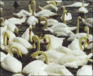 The swans at the Knap Lake, Barry, Vale of Glamorgan, sent by Marc Lamerton of Pontyclun