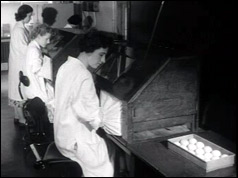 Laboratory workers making the anti-flu vaccine at the Wright-Fleming Institute of Microbiology 
