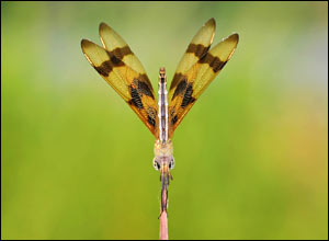 'Dragonfly perched on a reed' by Cindy Germek