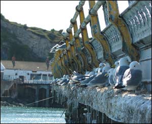 Mumbles Pier provides a perfect roost for these gulls (Jim Young, from Swansea)