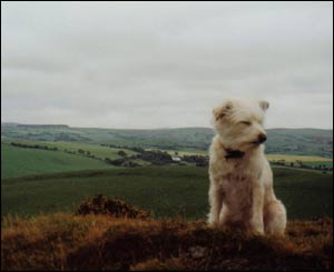 Tom Evans' dog Bella on the hills above the village of Llanfairtalhiarn, near Abergele