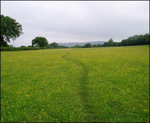 Jane Lack sent this image of a sheep path near her house in Llanmartin