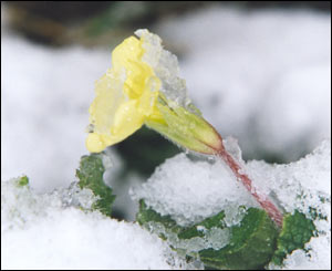 Sue Brown in Pembroke took this picture in her garden during the recent snow