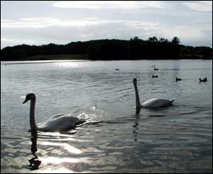 Swans on Cosmeston Lakes in Penarth, Cardiff, taken by Jethro Browne of Ammanford