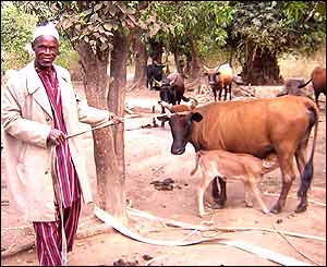 Cattle farmer