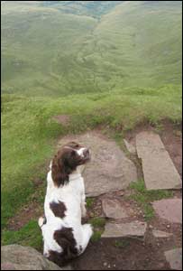 Flora on the top of Pen Y Fan, as sent in by Hamo Forsyth