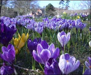 This colourful display was spotted near Narberth (Katie Rees)