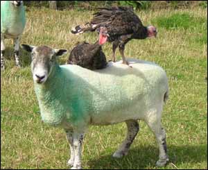 Stephen Hughes, from Anglesey, caught these turkeys having a rest 