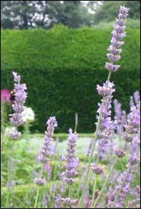 Caroline Anderson, from Newport, sent in this shot from the gardens of St Fagans