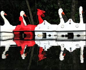 An unusual mix of creatures among the boats at Swansea's Singleton Park (Jim Young) 