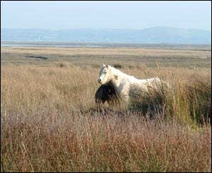 A wild horse taken on a windy winters day at Whiteford Burrows, North Gower (Chris Jones)