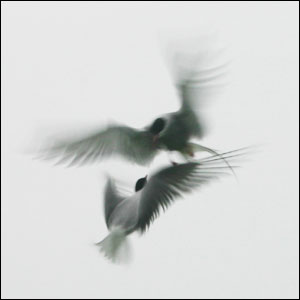 'Squabbling Terns' by Veronica Carter