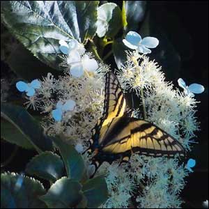 'Summer Visitor' by Alex Teselsky