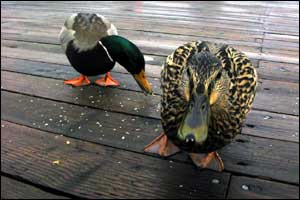 'Hunger' by Felix Wong