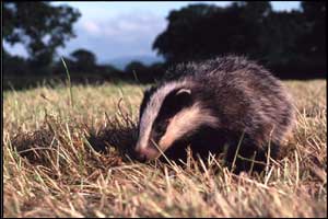 'Badger cub' by Nick Lyon