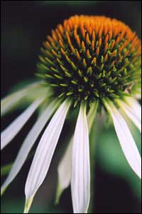 'Echinacea' by Tanya Zielke