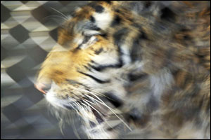 'Tiger behind chain link' by Thornton