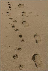 This picture was taken by David Stephens on Newton Beach, Porthcawl over Easter