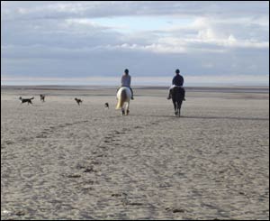 Horse Riding on Ynyslas beach (Sara Beechey)