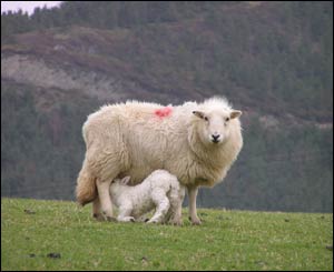 Stephen Fuentes from Cheshire took this picture in the Cambrian Mountains of Mid-Wales near Machynlleth