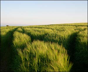 James Daly captured this atmospheric image near Llantwit Major beach in south Wales