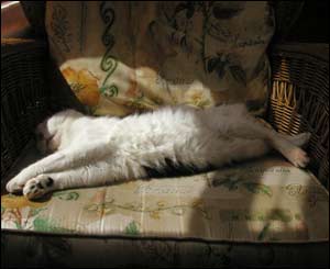 Josh enjoying the early morning sun, sent by Nick Morgan from Caerleon