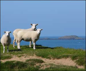 Coastal sheep taken above Whitesands Bay St Davids in Pembrokeshire (Jackie Lawrence) 