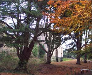 David Baker took this photo of Caldicot Castle through the trees