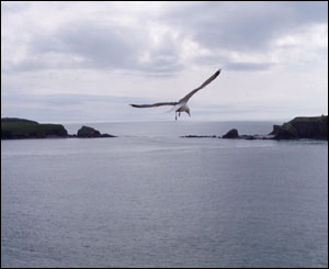 A seagull swoops down across a view of Giltar Point, Penally, looking out towards Caldey Island and St Margarets Island (Maureen Fleming)
