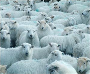 Sheep in a pen at Cae clyd, Blaenau Ffestiniog being checked just before the lambing season (Rory Trappe)