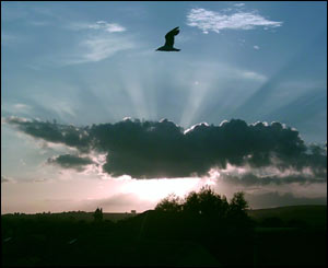Catherine Brobin took this view across Cardiff from her new loft extension window!