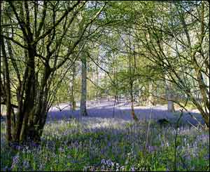 Bluebells at Fiddlers Elbow, Monmouth (Deborah Terry)