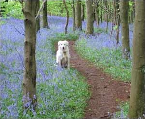 John Thorn from St Mellons took this in the woodlands at Rhudry, near Caerphilly