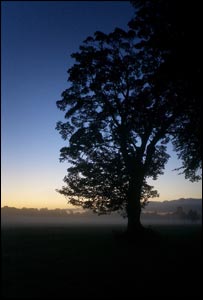 Tim Dyer from Canton took this picture at sunrise while walking his dog Maggie in Pontcanna Fields