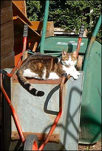 Nel the cat enjoying the sun, sent by Caeron of Denbigh