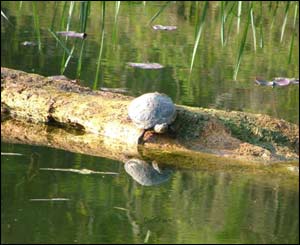 This terrapin was captured on camera at Bosherston, south Pembrokeshire, by Christie Barkler