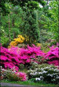The bright flowers at Clyne gardens, sent by Mike Clatworthy