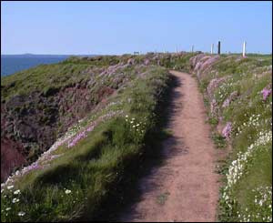 Coastal path at St Brides, Pembrokeshire (Matt Davies)