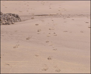 Evidence of a visitor on Pembrokeshire beach by David Perry, Pembroke.