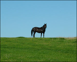 A stallion near Aberffraw, Anglesey (Marc Rees Jones) 