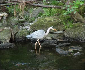 A heron fishing for lunch in Llanberis (Denis Egan from Bangor).