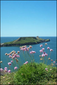 Worm's Head, Rhossili, Gower, with pink sea thrift in the foreground, from Sian Thomas