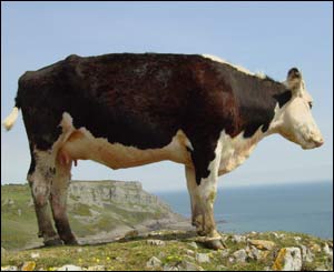 A cow admiring the view from the top of Pennard Cliffs, Gower (Wil Shreeve, Gorseinon)