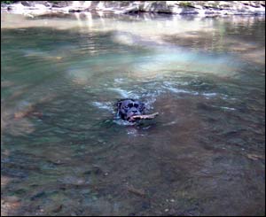 Mathew Sullivan's dog Onion having a dip in the Taff in Glyncoch, Pontypridd 