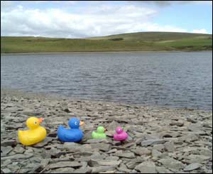 Special visitors at Llyn Aled, Denbigh Moors, north Wales (Wendy Artiss, Rhyl)