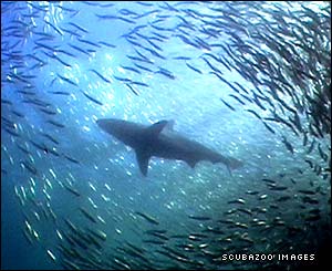 Bronze whaler shark moving through sardines