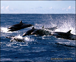 Pan-spotted tropical dolphins